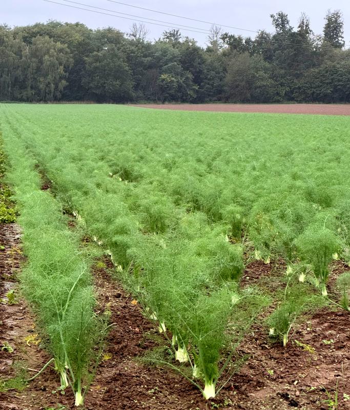 Fenchel auf dem Acker hoch