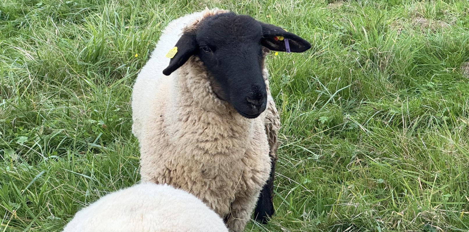 neuer Bock August - der Halbstarke