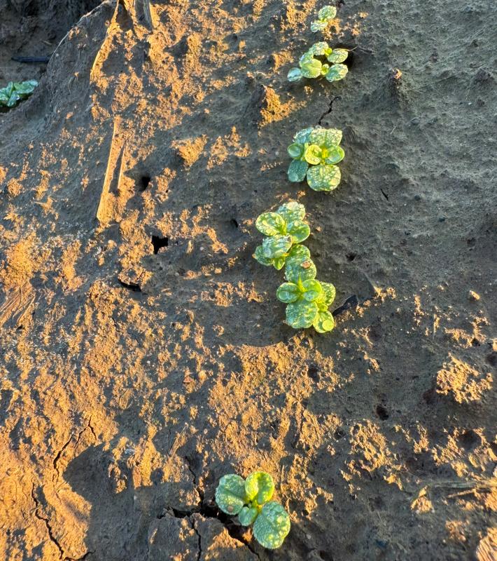 Feldsalatsaat auf dem Acker