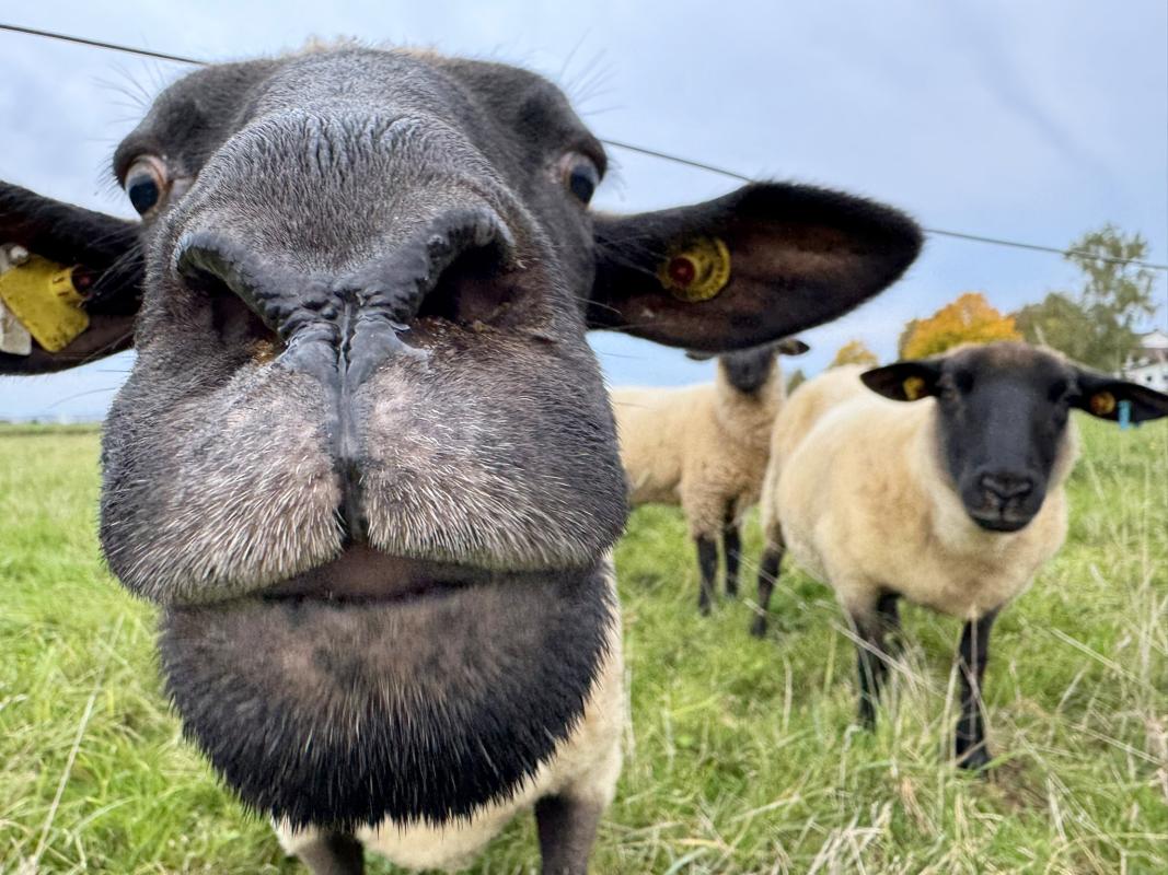 neugierige Schafe auf der Weide