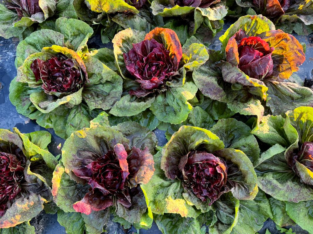 Angefressener Radicchio auf dem Acker