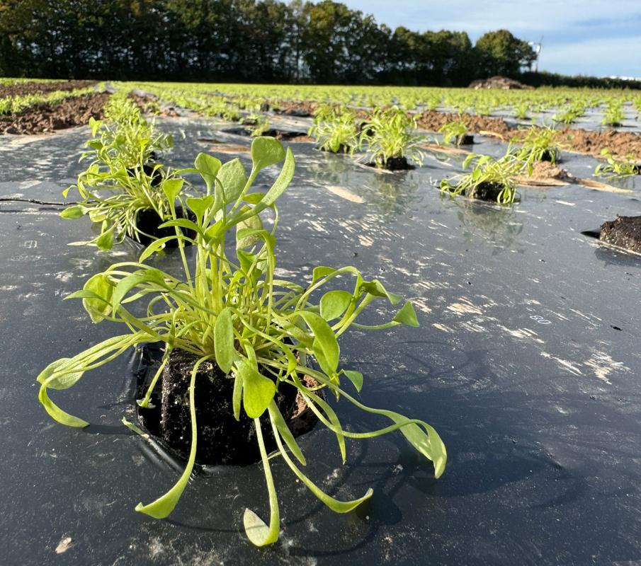 Postelein auf dem Acker