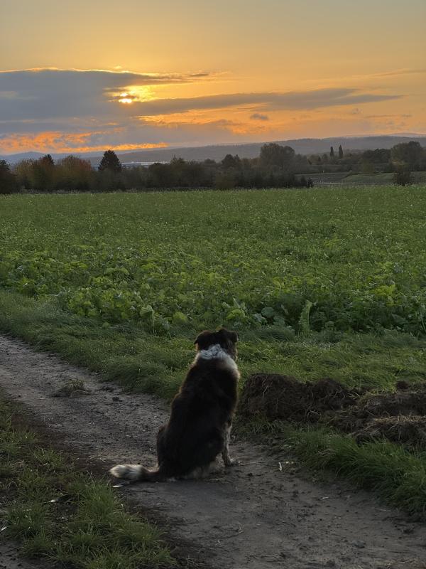 Emmi bestaunt den Sonnenaufgang
