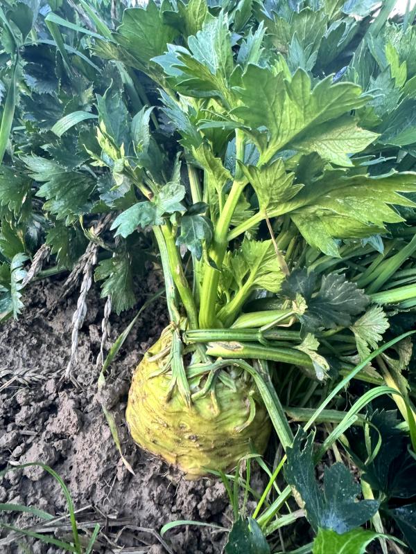 Sellerie auf dem Acker