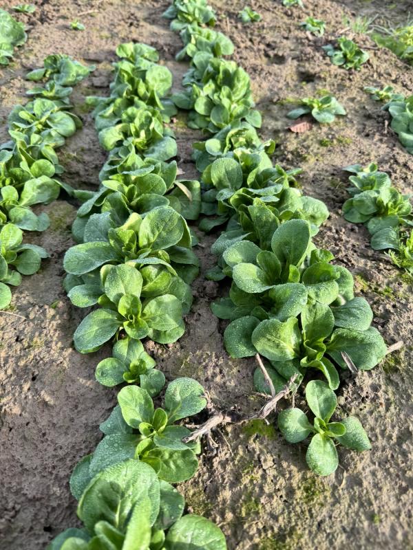 Feldsalat auf dem Acker