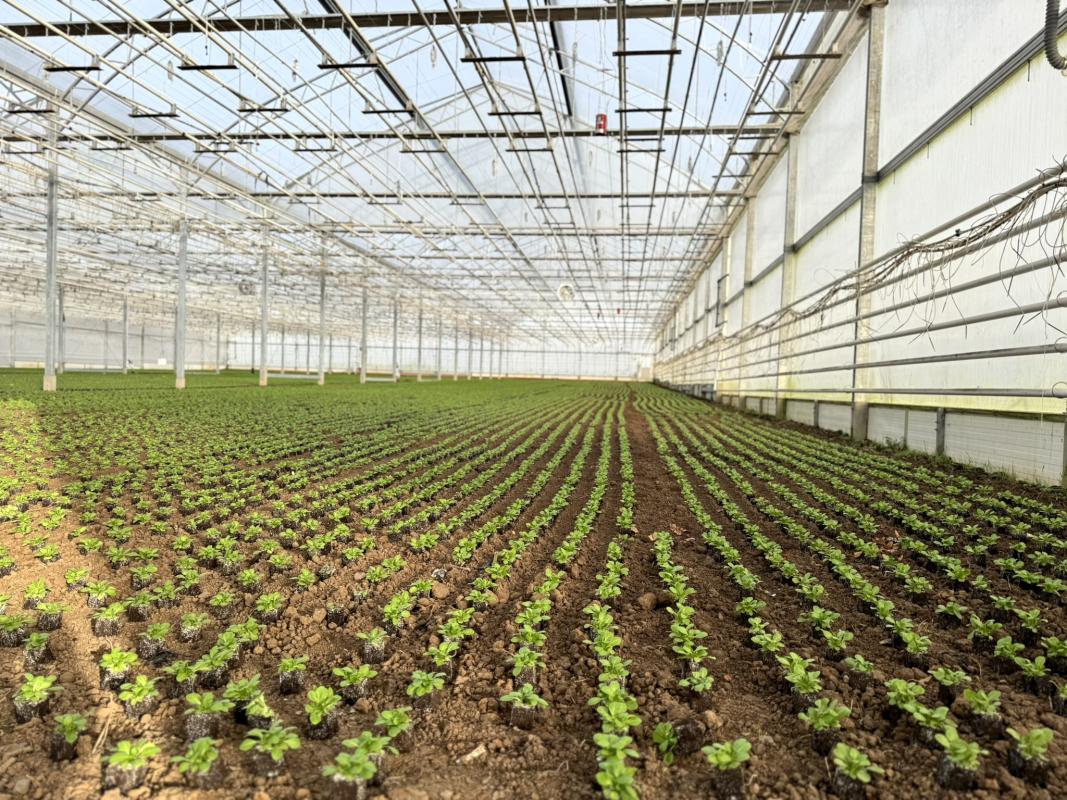 Gewächshaus mit Feldsalat bepflanzt