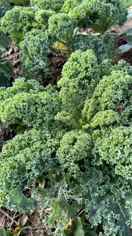 Grünkohl aim Saisongarten