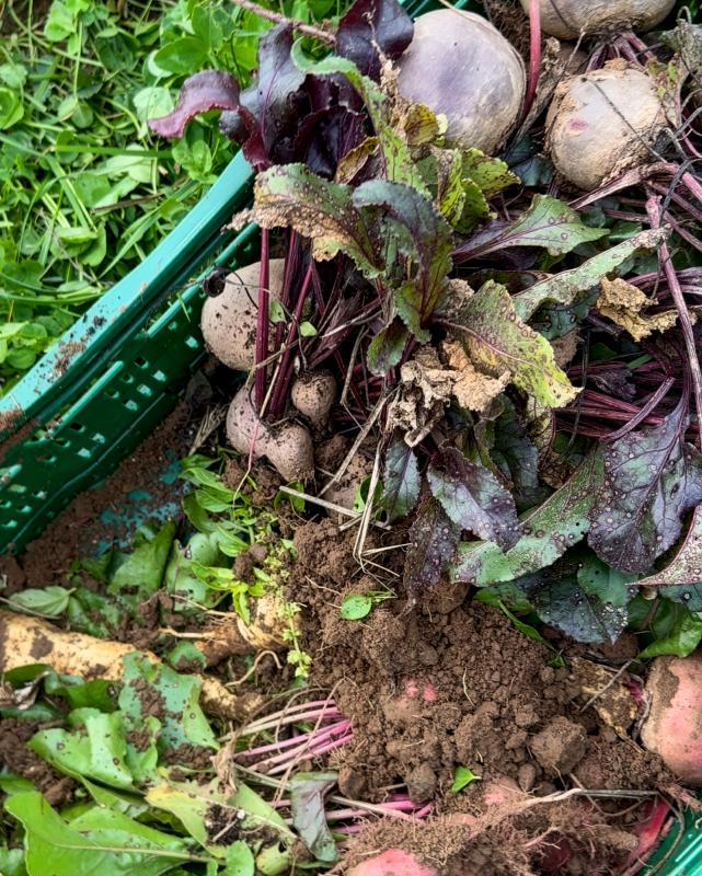 Ernte im Saisongarten