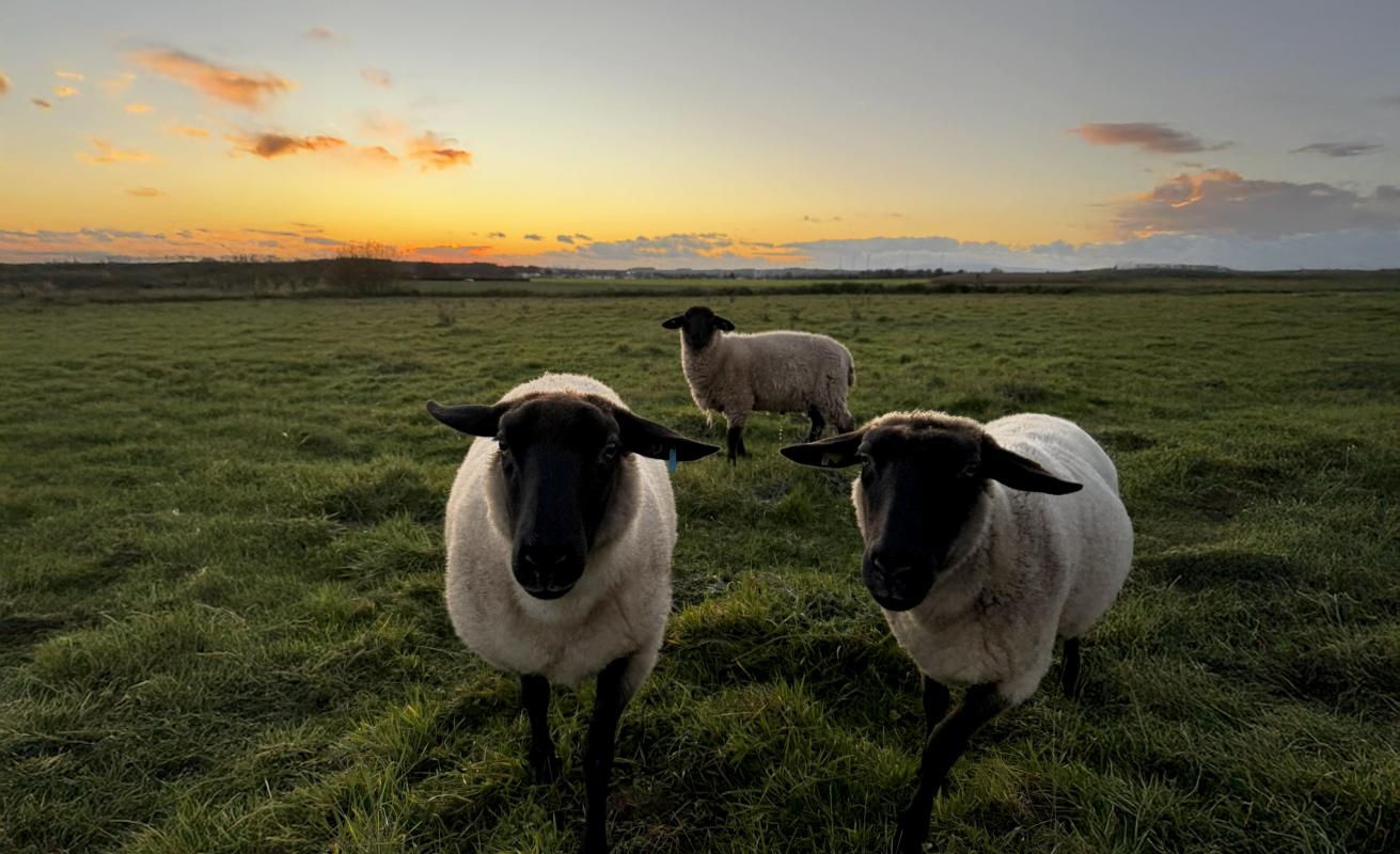 Schafe im Sonnenuntergang