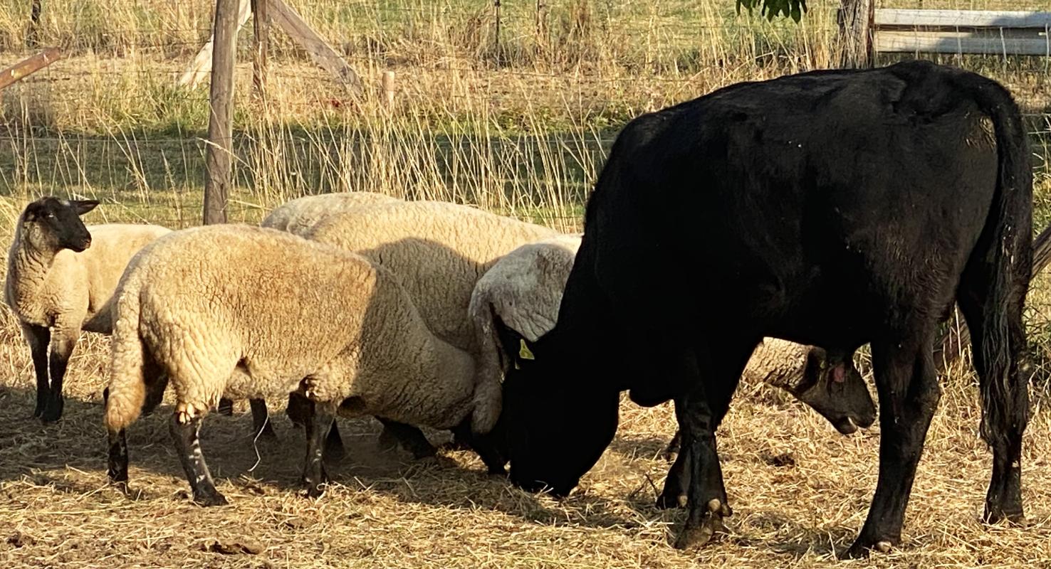 Schafe und Bulle auf der Weide