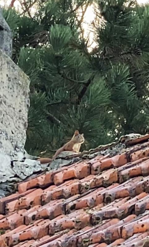 Eichhörnchen auf dem Dach
