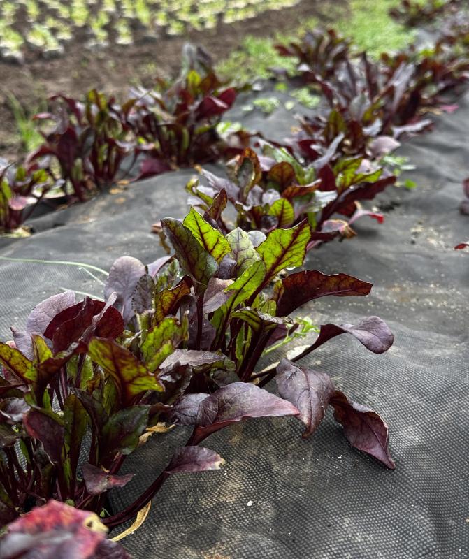 Rote Bete Blätter im Folientunnel