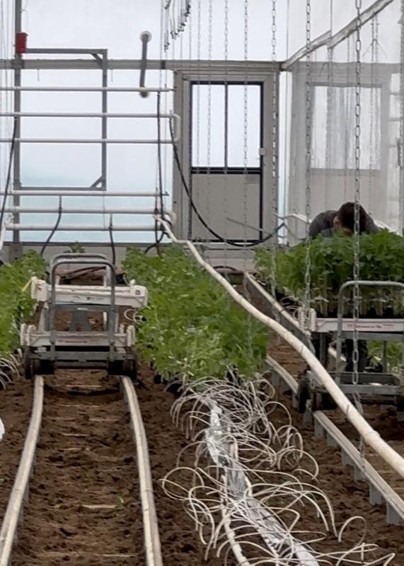 Pflanzen im Gewächshaus