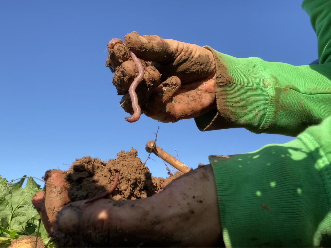 Hände mit Regenwurm