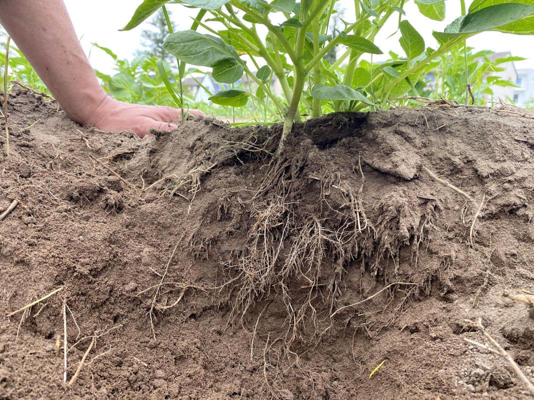 Wurzeln einer Kartoffelpflanze