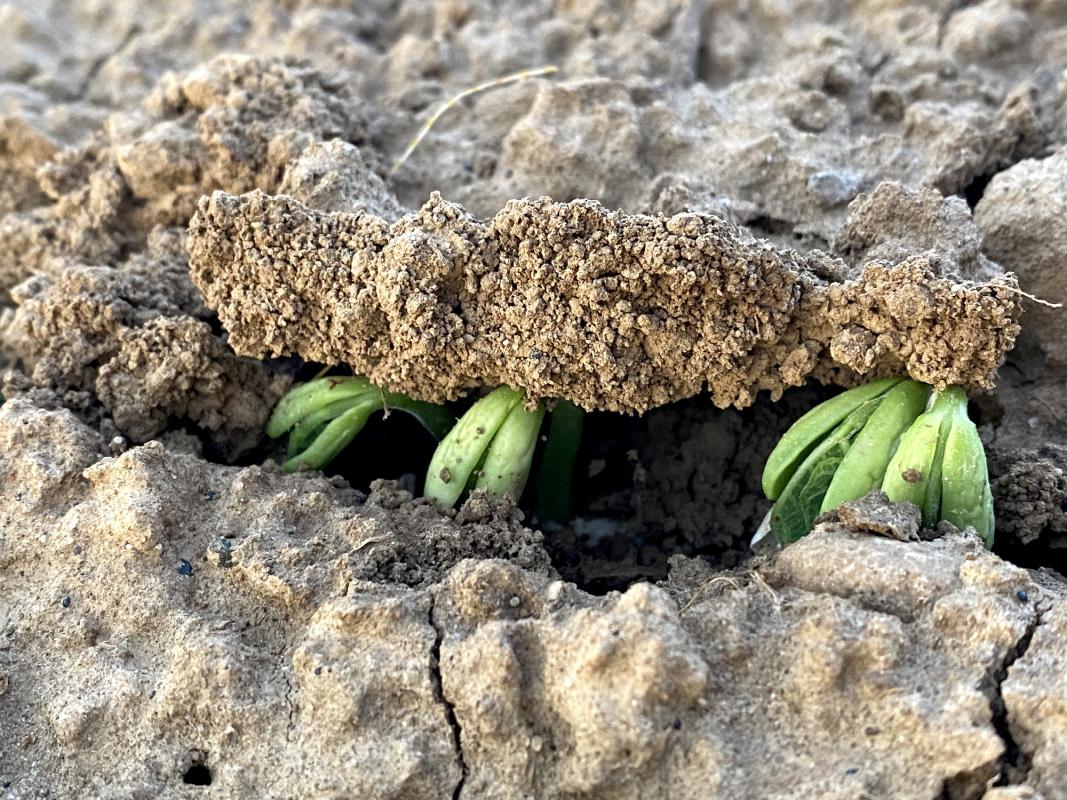 Bohnen keimen in der Erde