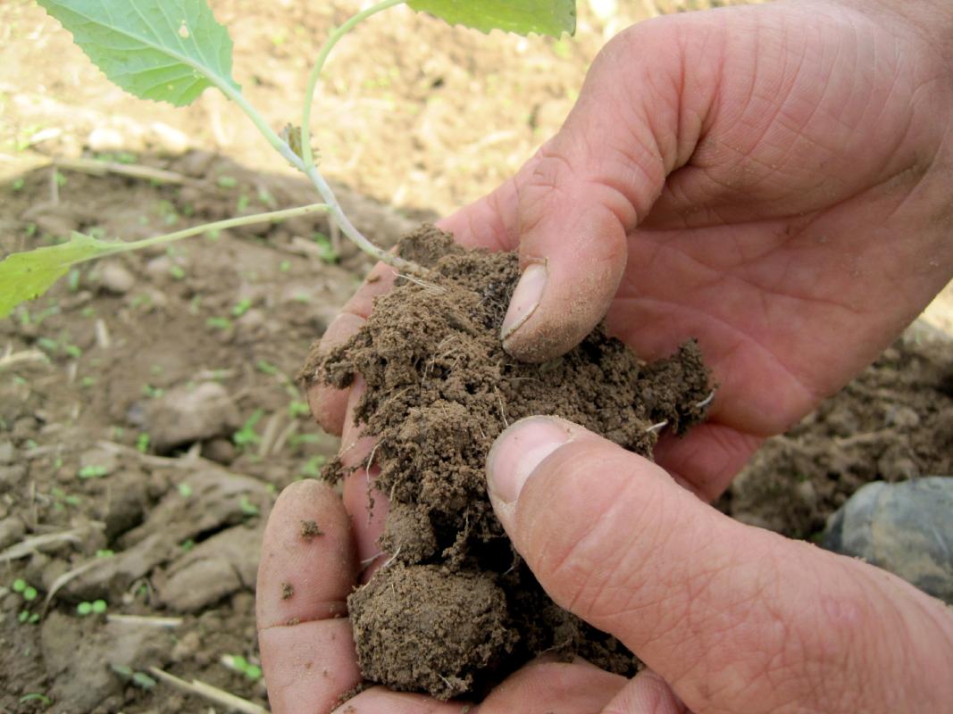 Wurzeln einer Jungpflanze