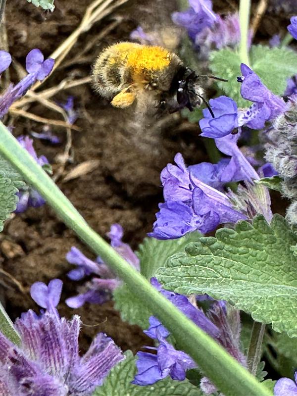 Hummel in Action