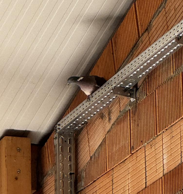 Tauben in der neuen Halle