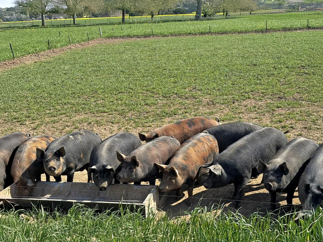 Exkursion NRW Freilandschweine