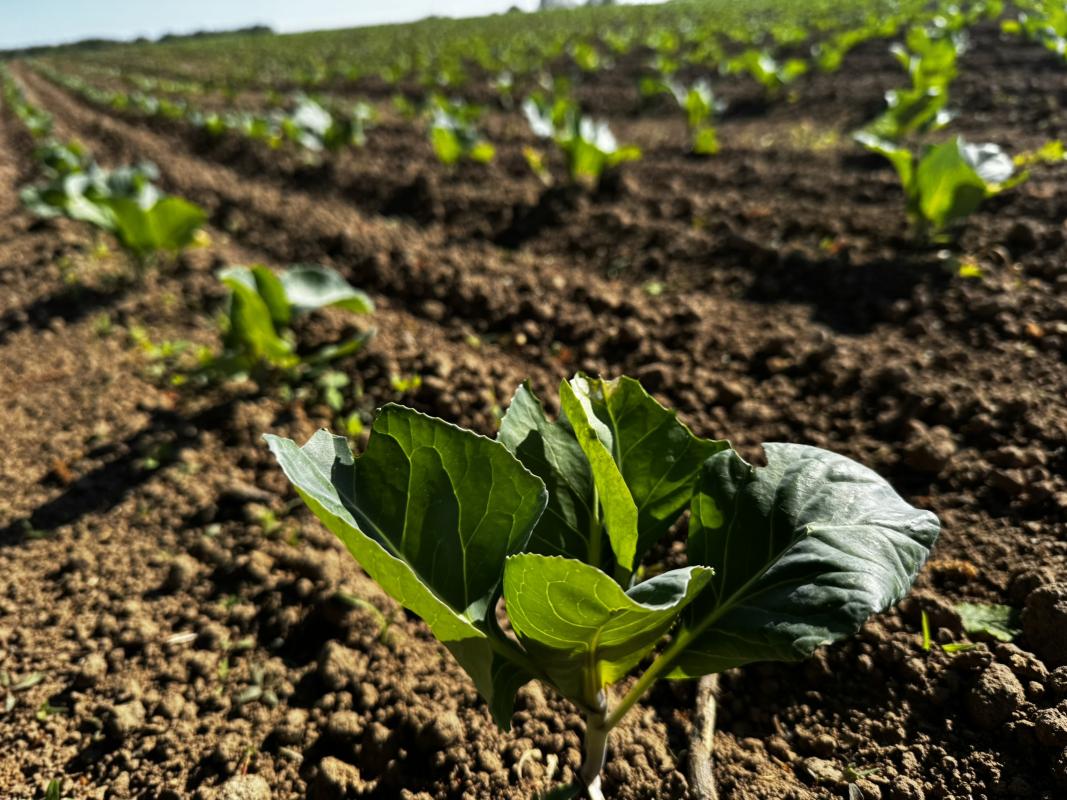 Kohl auf dem Acker
