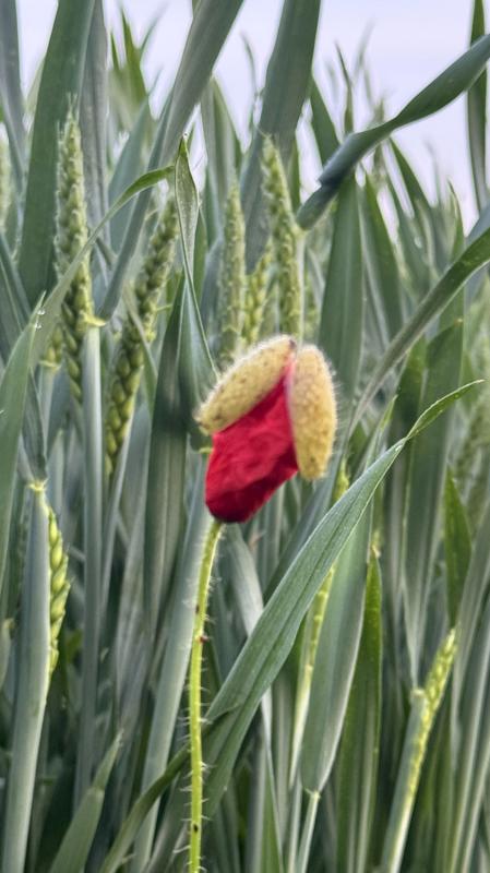 Mohnblume im Gerstenfeld