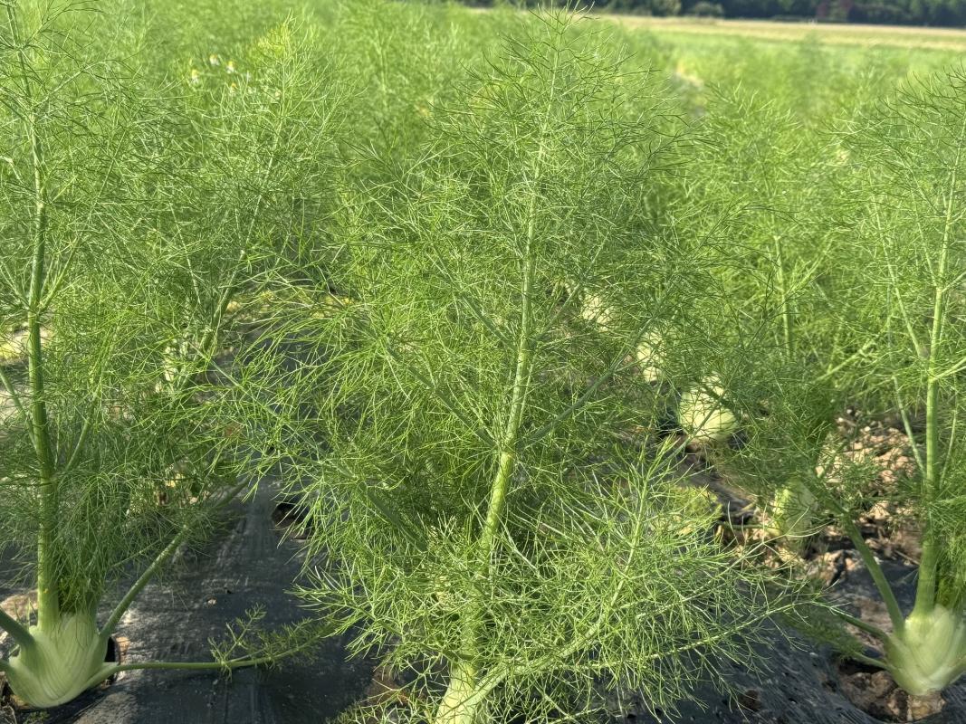 Fenchel auf dem Acker