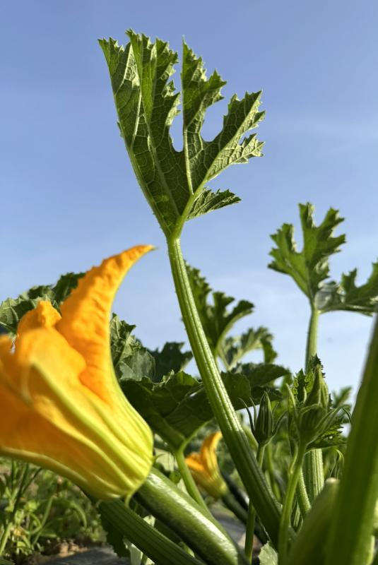 Zucchini auf dem Acker