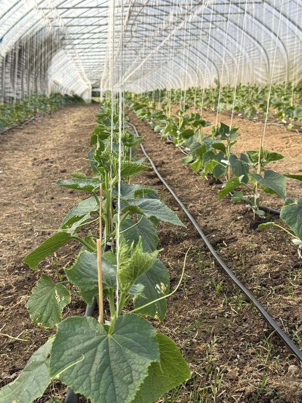 Landgurken im Folientunnel