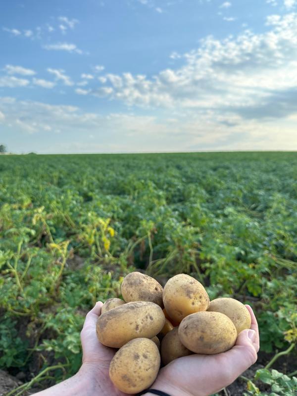 Frühkartoffeln