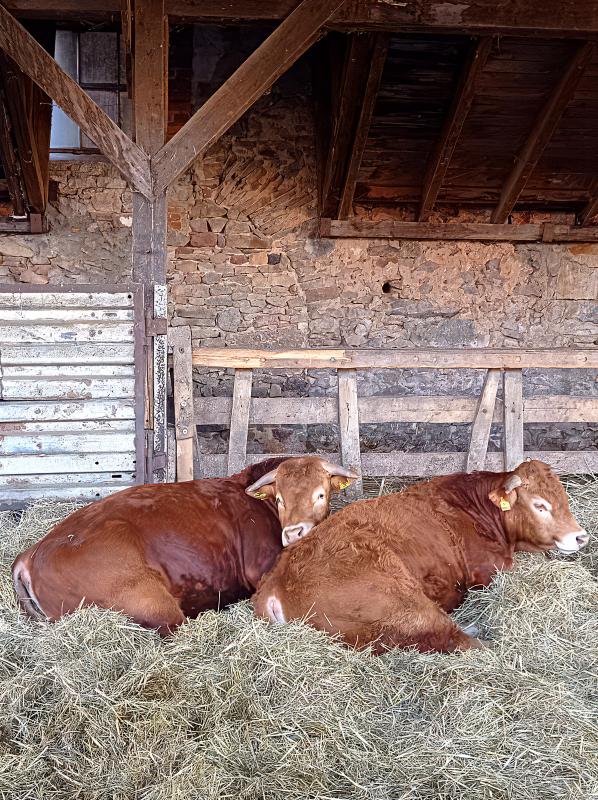 Rinder in Patershausen