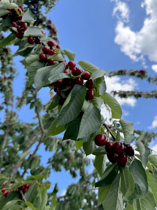 Kirschbaum