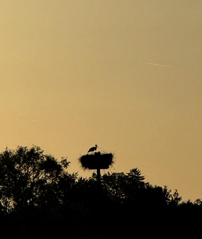 Storchennest
