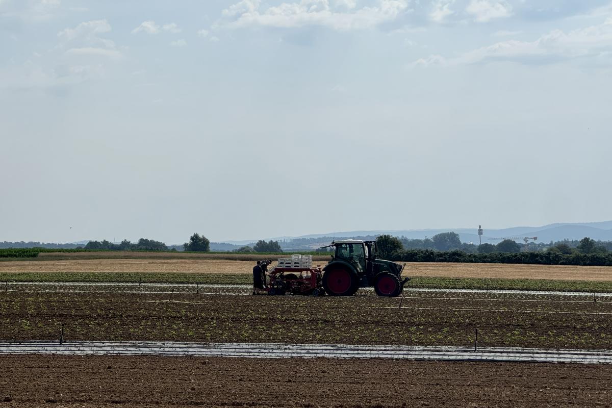 Traktor mit Pflanzmaschine auf dem Acker
